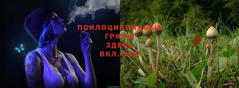 Псилоцибиновые грибы Magic Shrooms  закладка  МЕГА зеркало  Апшеронск 